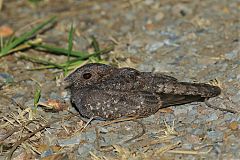 Band-winged Nightjar